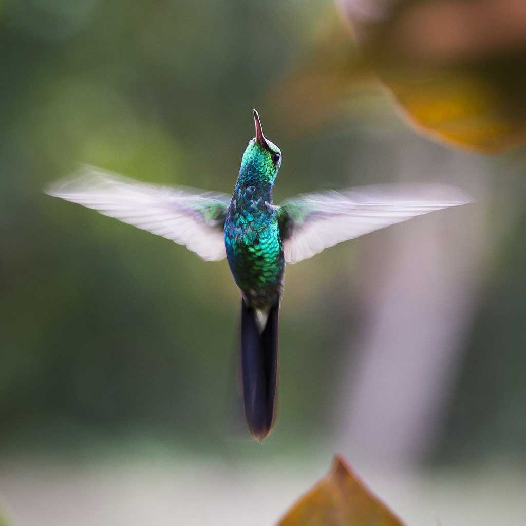 Hummingbird flight<br />
